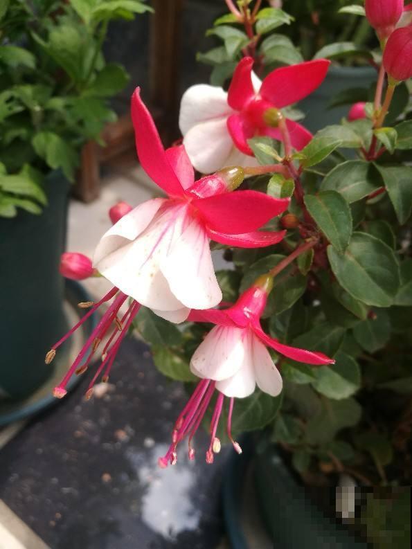 新手避坑6种花,养护难度太高,一不小心就只剩空盆 新手避坑6种花,养护难度太高,一不小心就只剩空盆