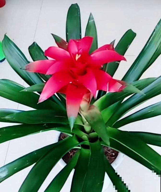 花市这种花是一次性的,开完花就死,可以扔掉了! 花市这种花是一次性的,开完花就死,可以扔掉了!