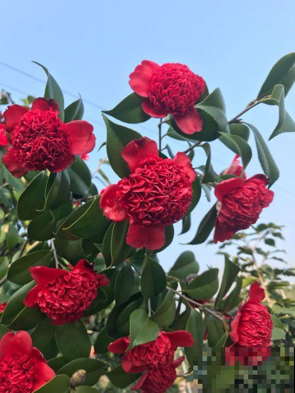40年的大茶花，开花像荔枝果盘，红红火火真吉祥！