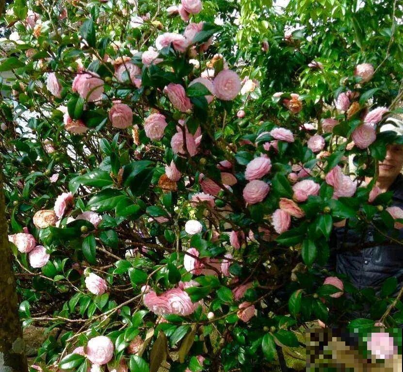 407岁古树，熊孩子玩火烧坏，只剩树皮还能活？