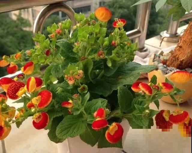 5种花现在要播种，小苗长得欢腾，明年春天就爆花