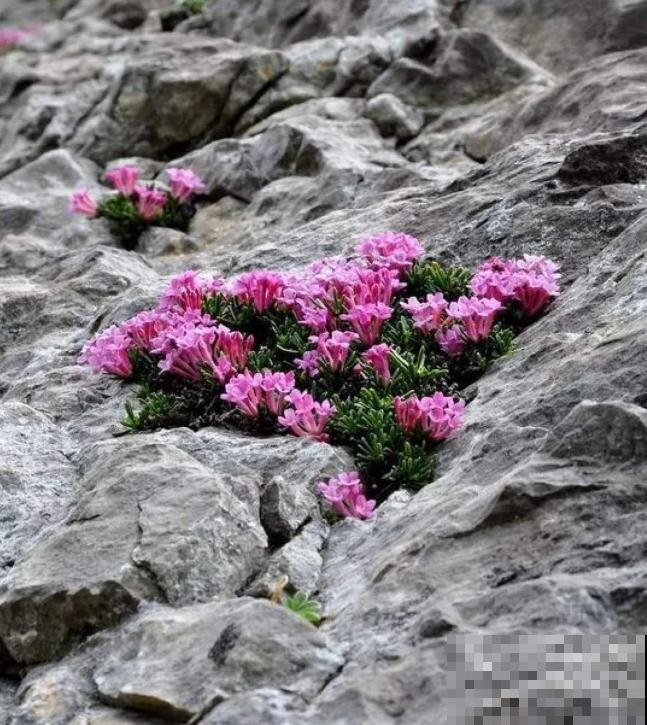石缝间开出来的花,一点土都没有,生命力太强悍! 石缝间开出来的花,一点土都没有,生命力太强悍!