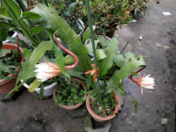 昙花也能白天开？关小黑屋就行，特别简单！