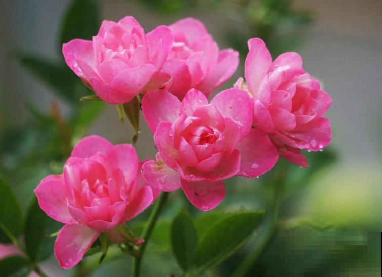 月季开花多,花期长,家里养正合适 月季开花多,花期长,家里养正合适