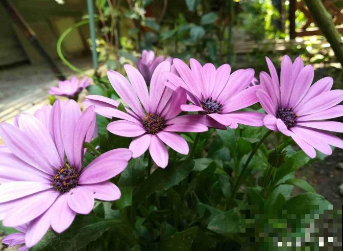 真相:花总烂根的罪魁祸首,就是这玩意! 真相:花总烂根的罪魁祸首,就是这玩意!