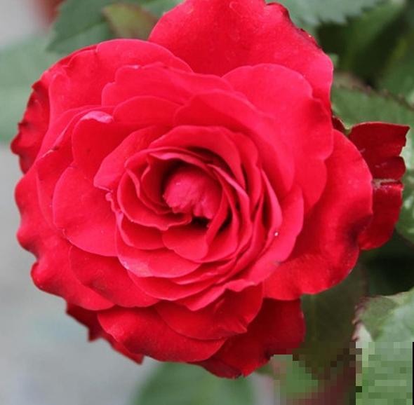 永远系列月季，个个都是经典品种，养一次就上瘾！