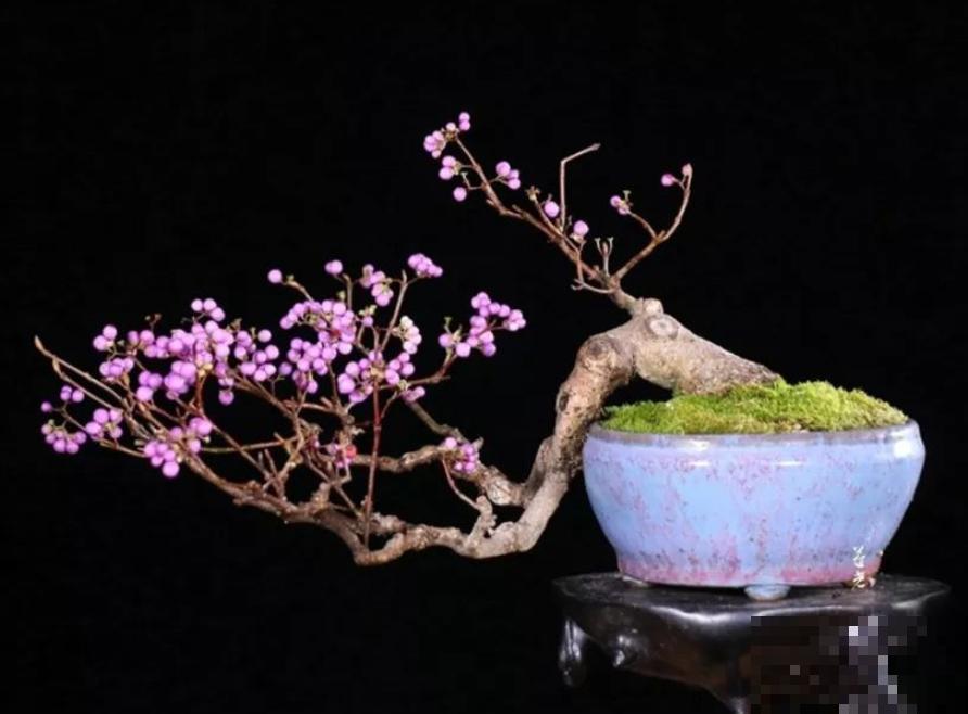 16种奇花异草,随便挑一个,你都没见过! 16种奇花异草,随便挑一个,你都没见过!