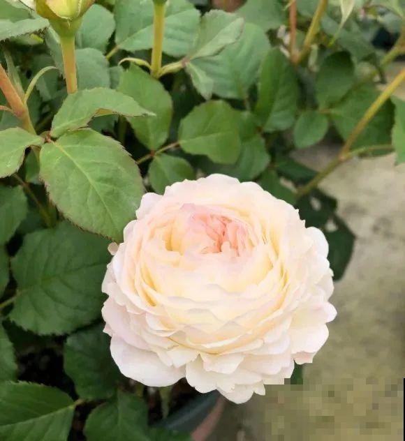 我在公司养300盆花，老板没批评，还帮忙拍照！