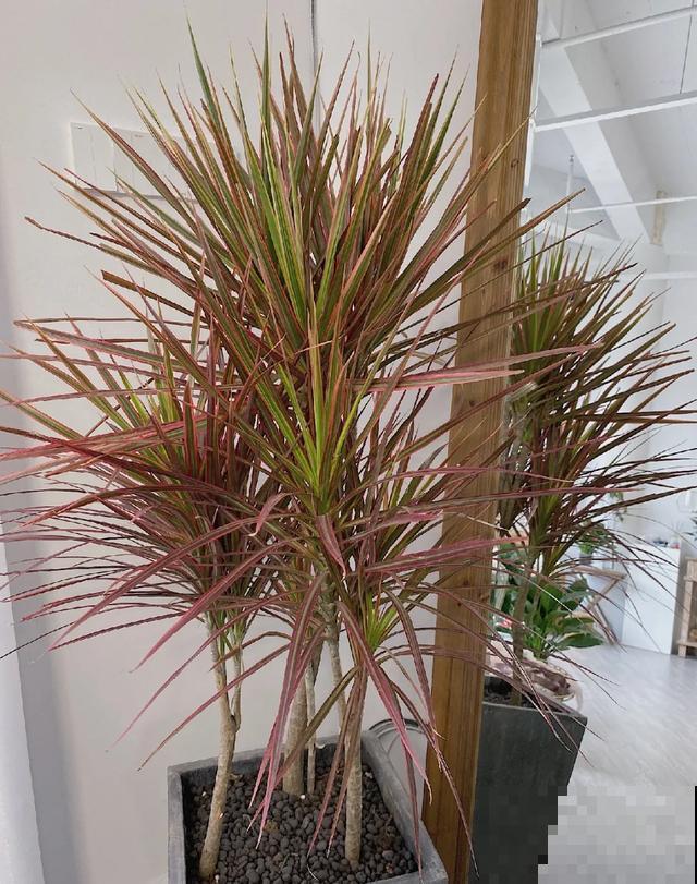 寿命最长的花，10岁养到100岁，够你养一辈子！