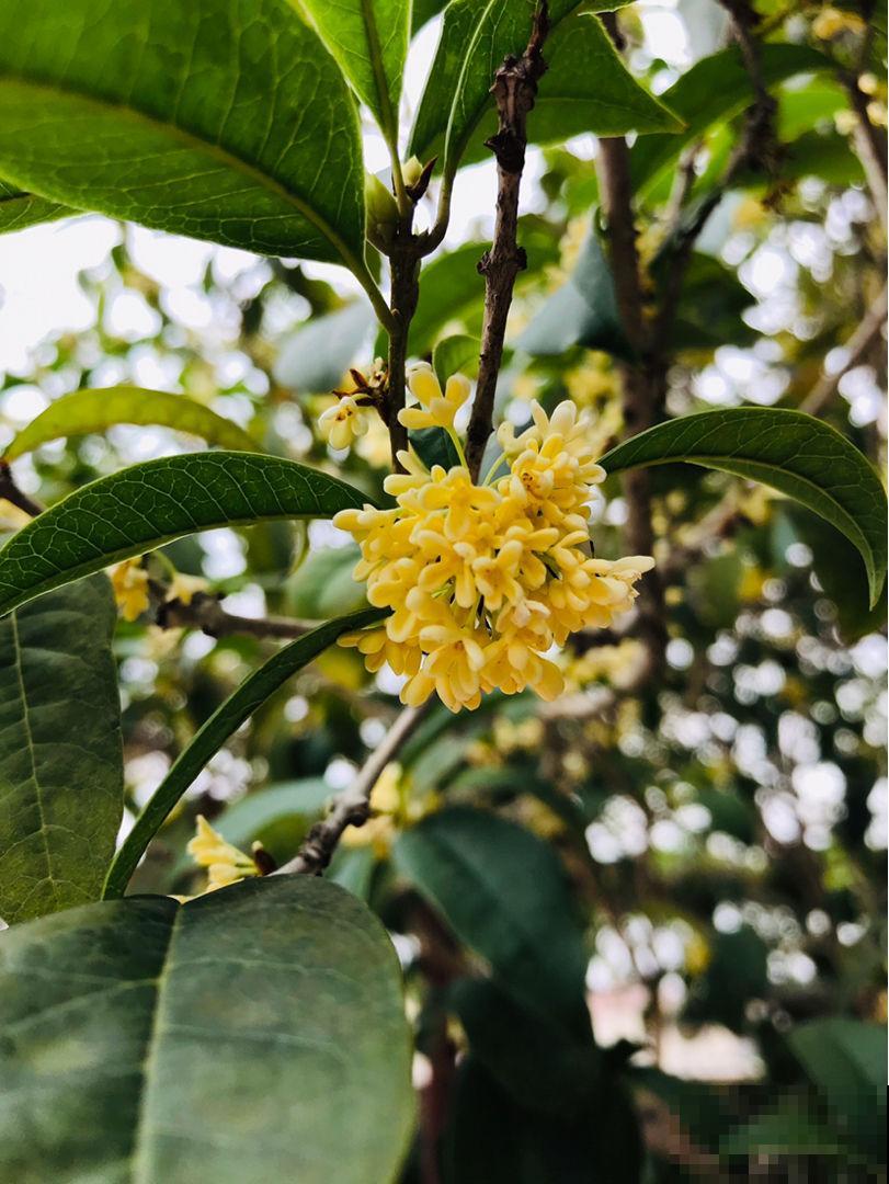 秋天桂花飘香，及时换盆，才能开花爆盆