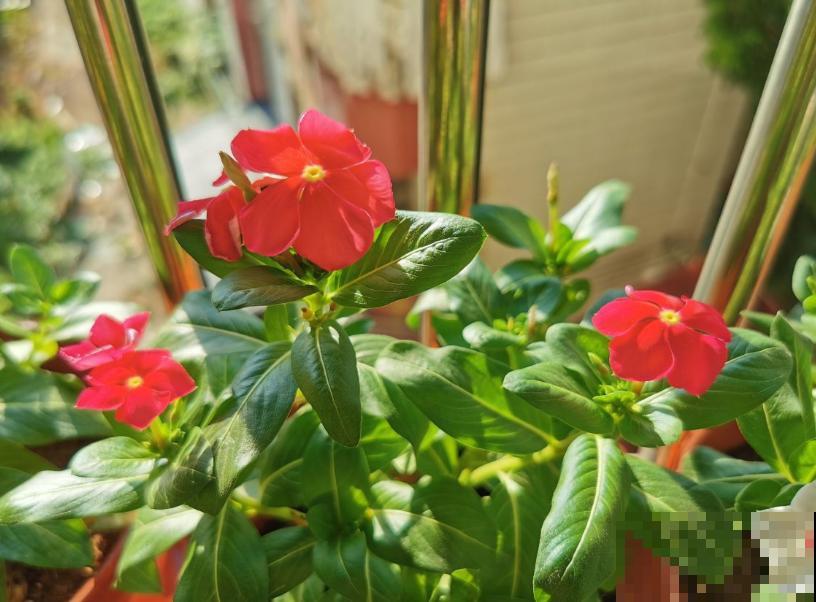 叶子发黄，就这4个原因，看完就明白了！