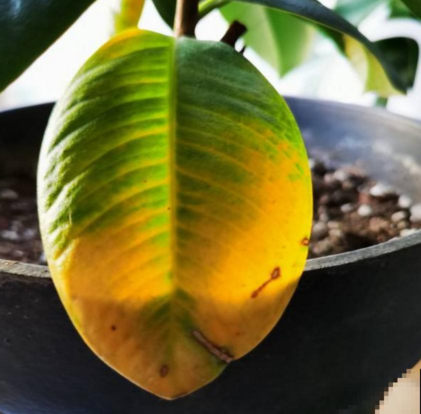 橡皮树秋天容易死，做好这3点，叶片翠绿！