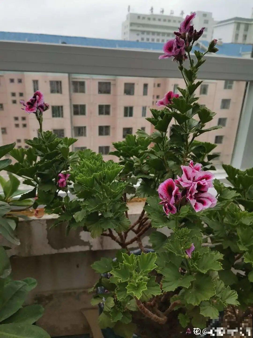 8种花,养小不养老,越老开花越少! 8种花,养小不养老,越老开花越少!