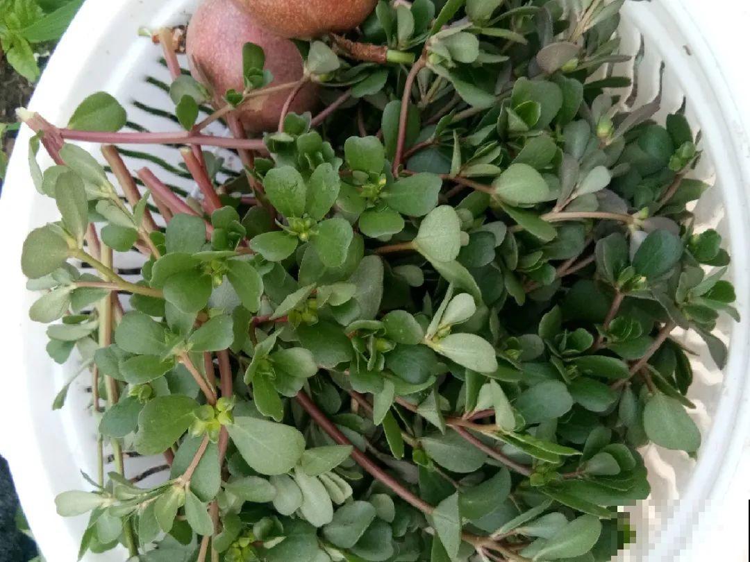 秋天野菜贵如金，赶紧上山挖，很快就老了