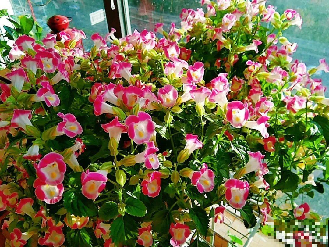 7种花,全是骗人的,白花冤枉钱! 7种花,全是骗人的,白花冤枉钱!