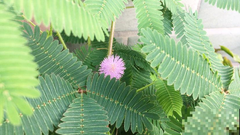 秋高气爽,出门游玩离这些花远点,尤其是孩子 秋高气爽,出门游玩离这些花远点,尤其是孩子