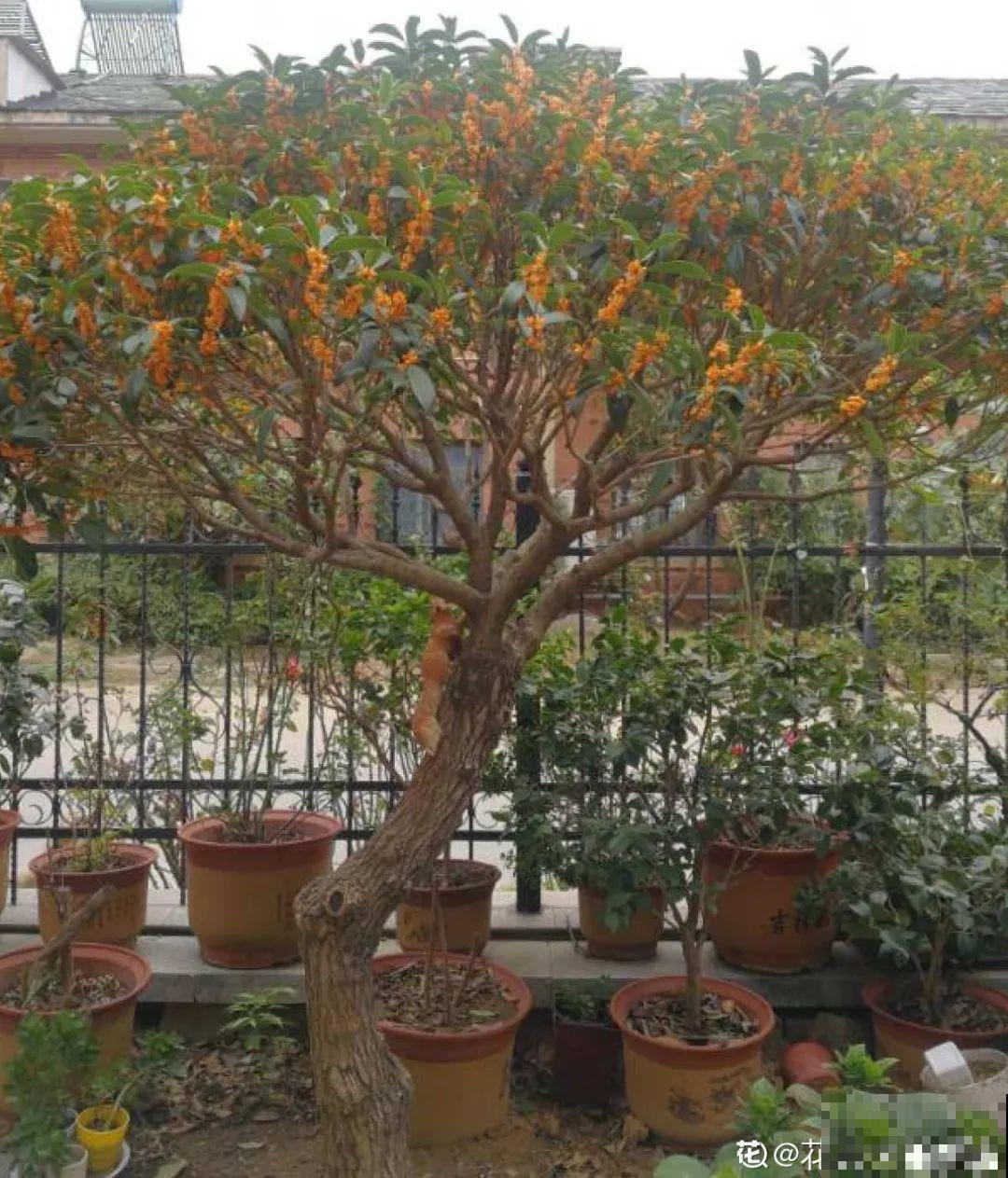 现在开始，这10种花不能剪，剪了开花难！