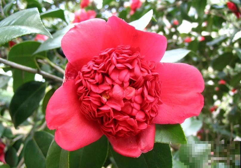 40年的大茶花，开花像荔枝果盘，红红火火真吉祥！