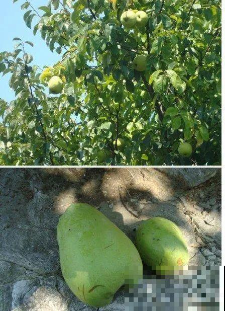 院子里种棵守家果树,镇宅风水好,旺人旺家 院子里种棵守家果树,镇宅风水好,旺人旺家