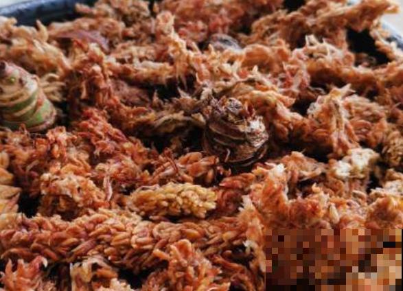 家里的花,用这东西裹住,捂一捂,可以快速生根! 家里的花,用这东西裹住,捂一捂,可以快速生根!