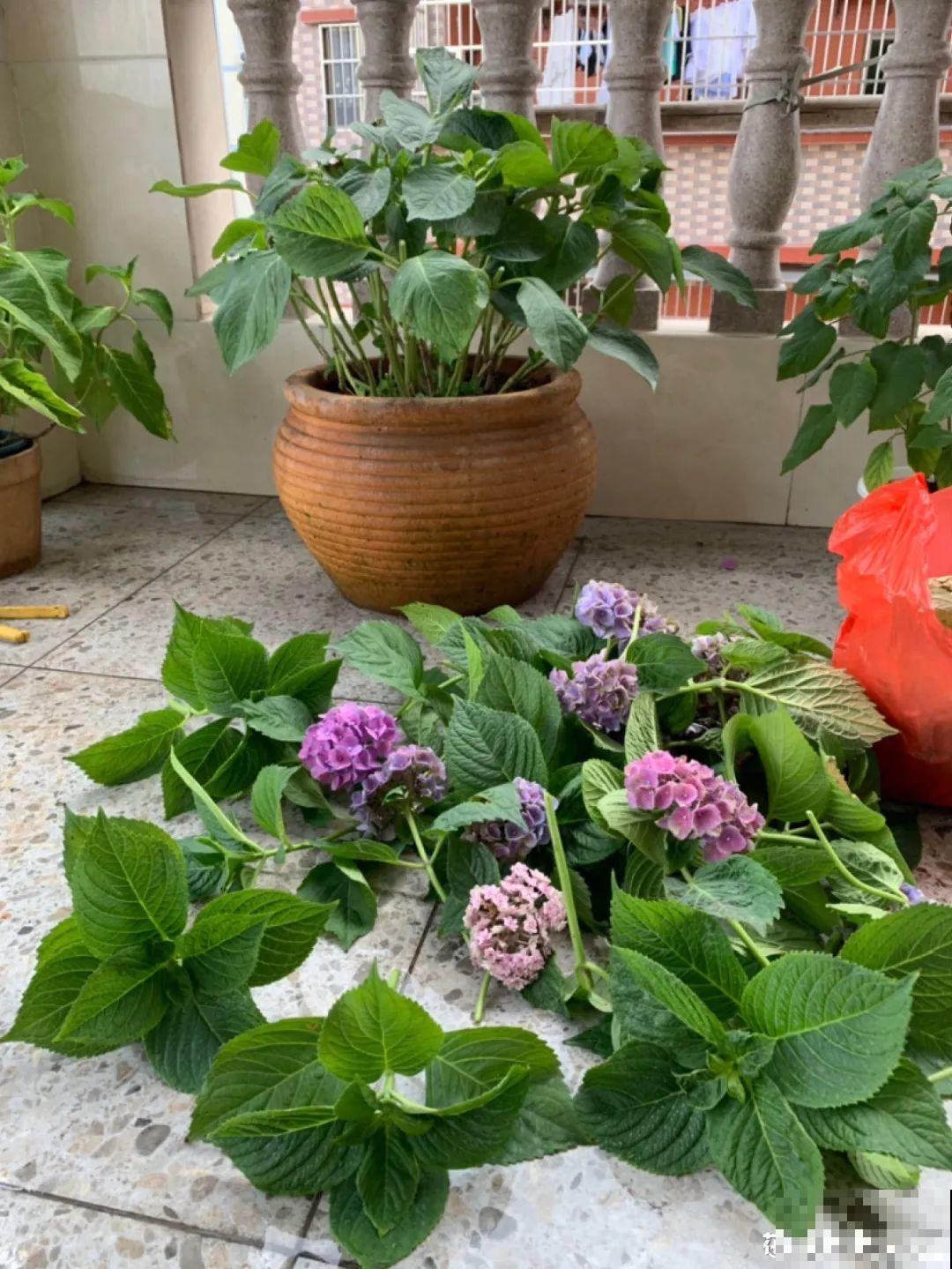 8种花,养小不养老,越老开花越少! 8种花,养小不养老,越老开花越少!