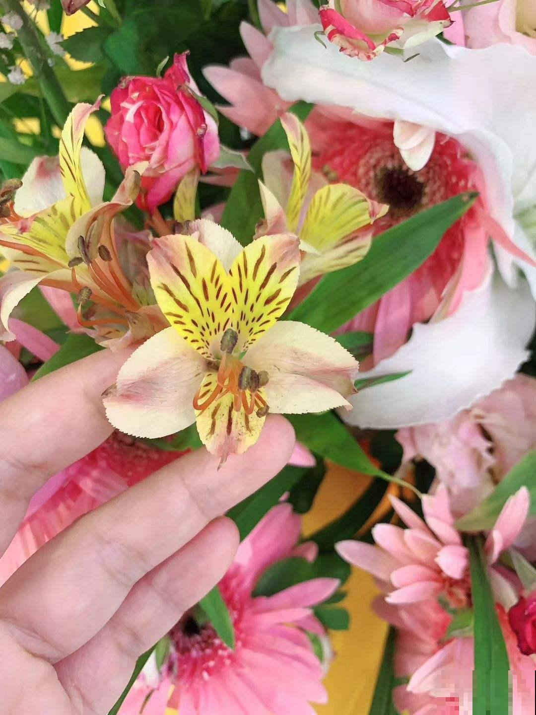 花友新宠六出花,鲜艳俏丽,开满盆特喜庆! 花友新宠六出花,鲜艳俏丽,开满盆特喜庆!