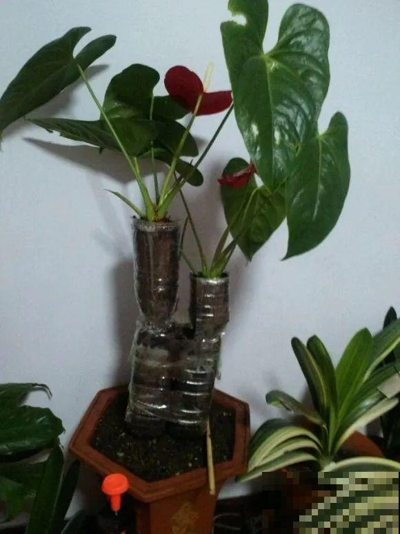 龟背竹长出长鞭子，连着茎一块砍下来，种土里就能活