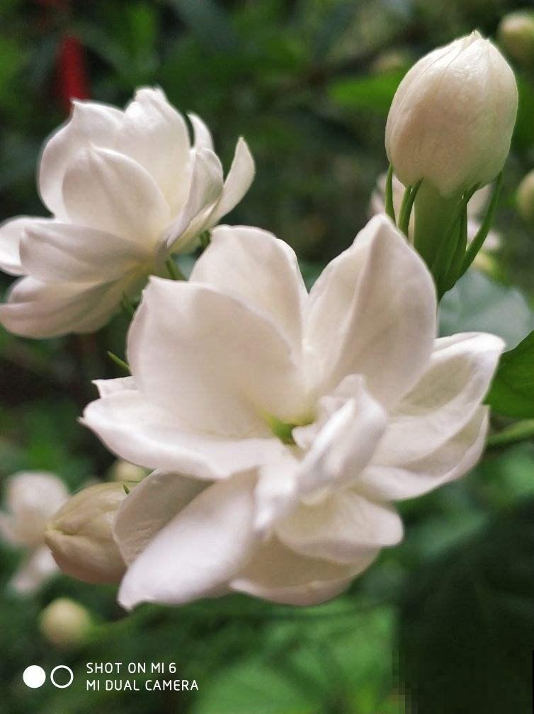 养茉莉，要会“煮”，学会“煮”开花越多