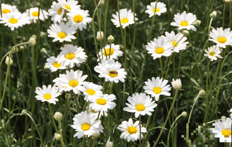 秋蚊子最厉害，家里养盆驱蚊草，蚊虫跑光光