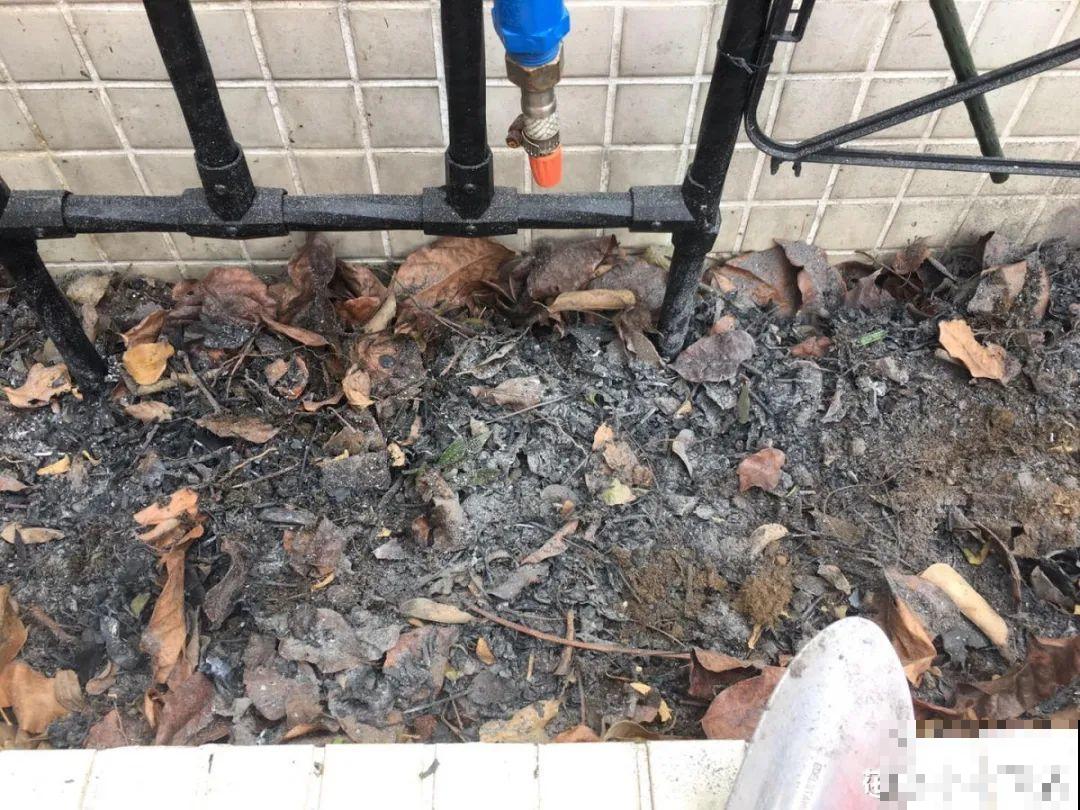 缺肥的7大表现，看清楚，再对症施肥！