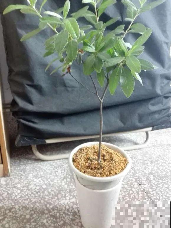 出门前，DIY个浇水神器，花就不会渴死了！