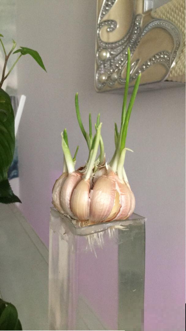 厨房中的调味品，也是养花利器，花吃了叶子油亮直反光