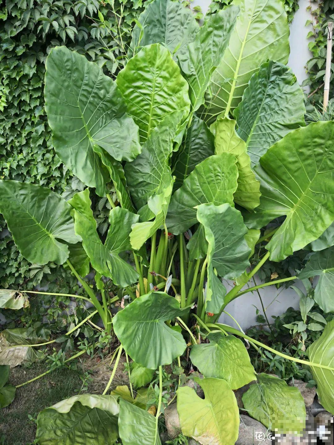 比人还大的植物叶,感受一下来自大自然的神奇! 比人还大的植物叶,感受一下来自大自然的神奇!