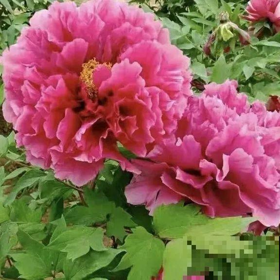 这花只能秋天养,埋土里就活,晚了再等一整年! 这花只能秋天养,埋土里就活,晚了再等一整年!