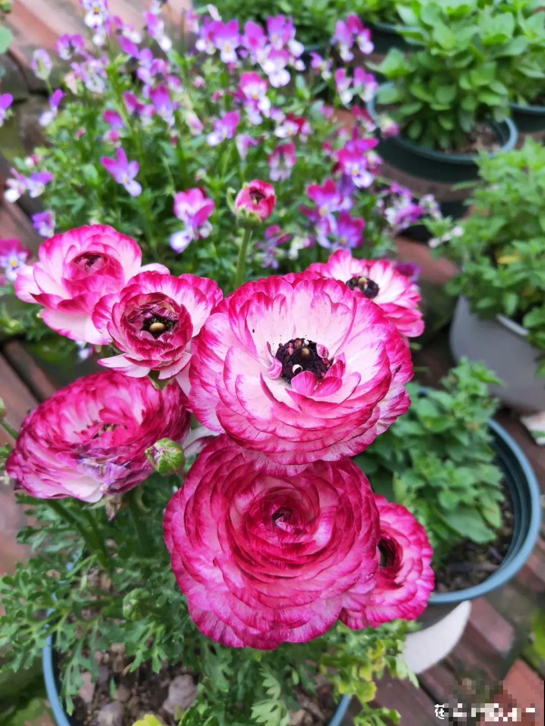 这花名字太难听，我实在叫不出口，到底谁起的！