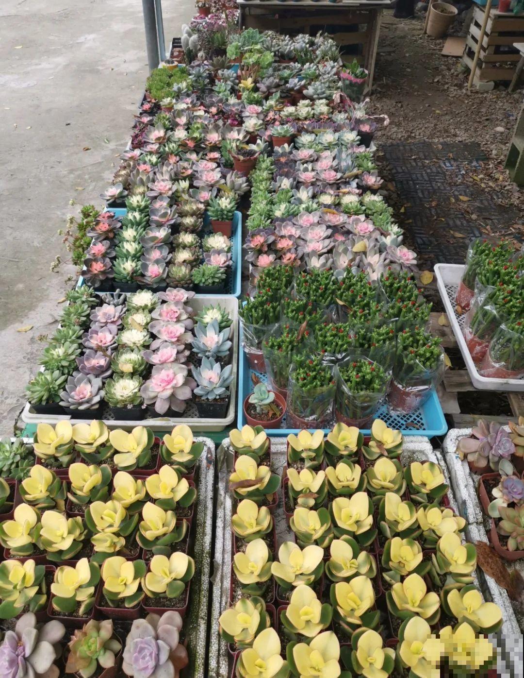 7种花,全是骗人的,白花冤枉钱! 7种花,全是骗人的,白花冤枉钱!