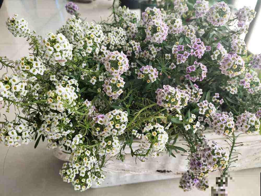 5种花现在要播种，小苗长得欢腾，明年春天就爆花