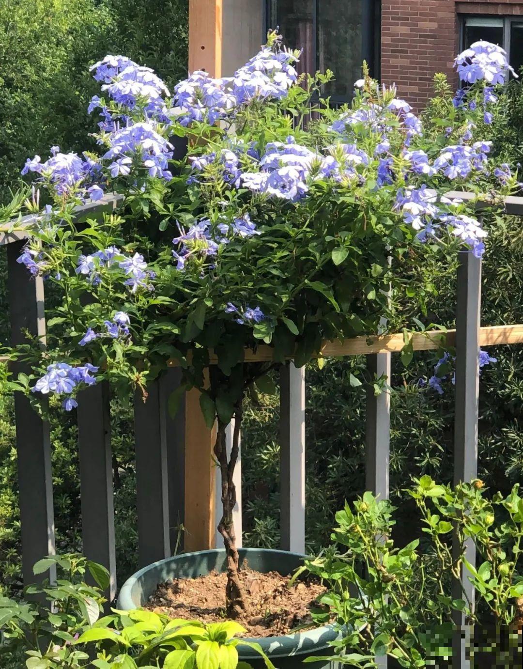 8根筷子绑一起,2个月变老桩,让你爱不释手! 8根筷子绑一起,2个月变老桩,让你爱不释手!