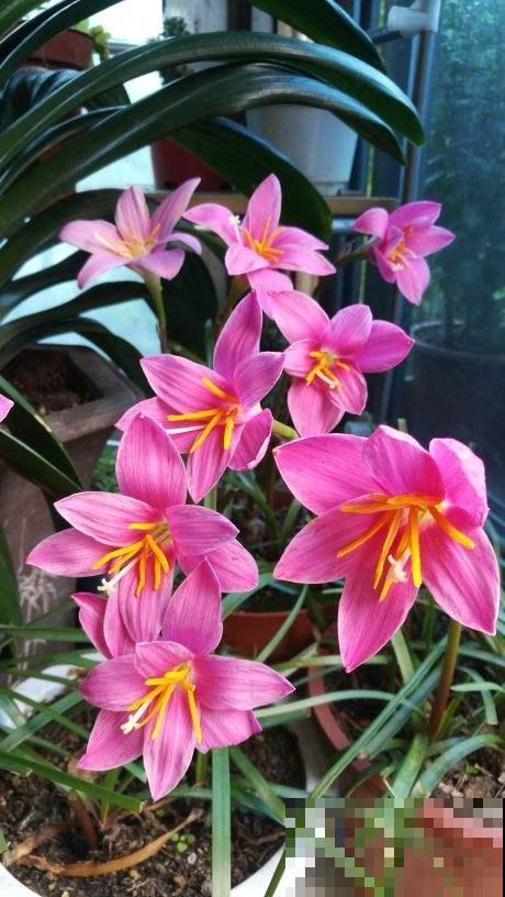 路边的小草花，挖回家种1盆，半年爆出10盆