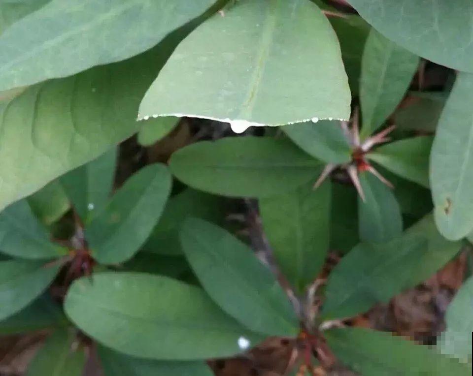 罂粟花不能随便种,私自种植,就得薅光 罂粟花不能随便种,私自种植,就得薅光