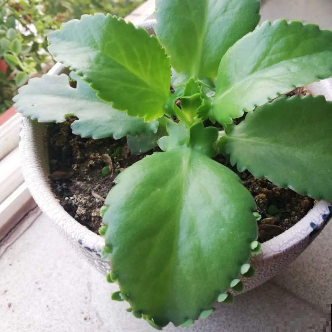 看图猜花名，100道题，测你的养花天分！