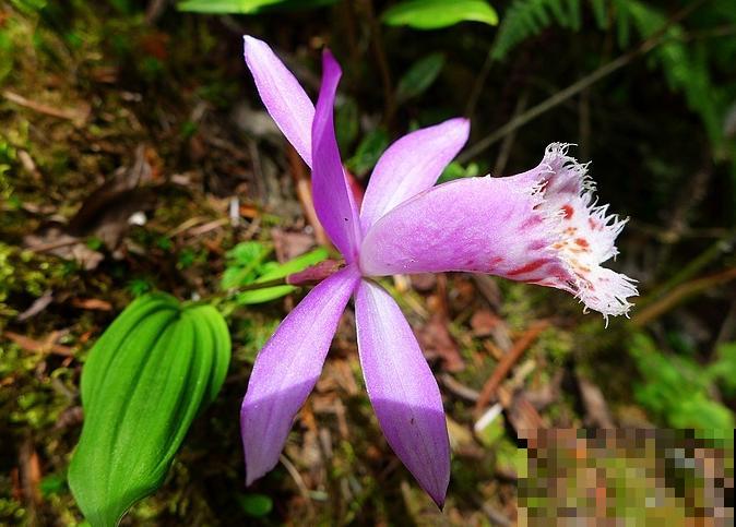 5种罕见植物，只长一片叶子一根茎，价值却很珍贵！