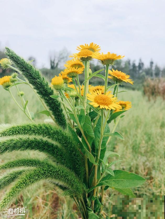 家花与野花的区别，一个娇贵、一个强悍，你更喜欢哪一种？