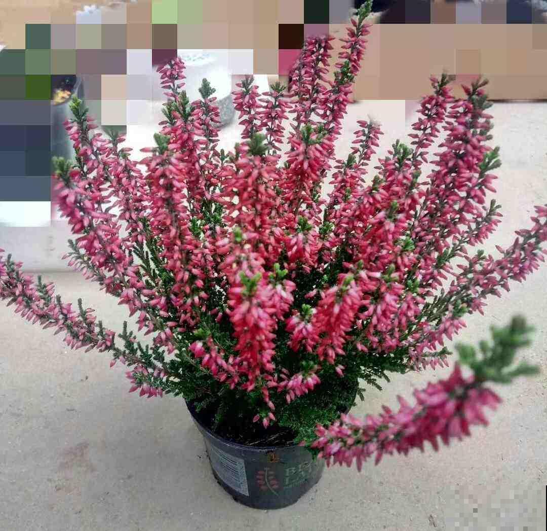 欧石楠，好看到窒息，密集恐惧症患者慎入！