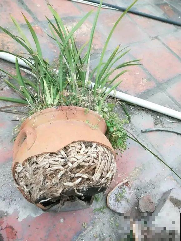 养花不一定要用大花盆，8种花要换小盆，挤着养才能长好