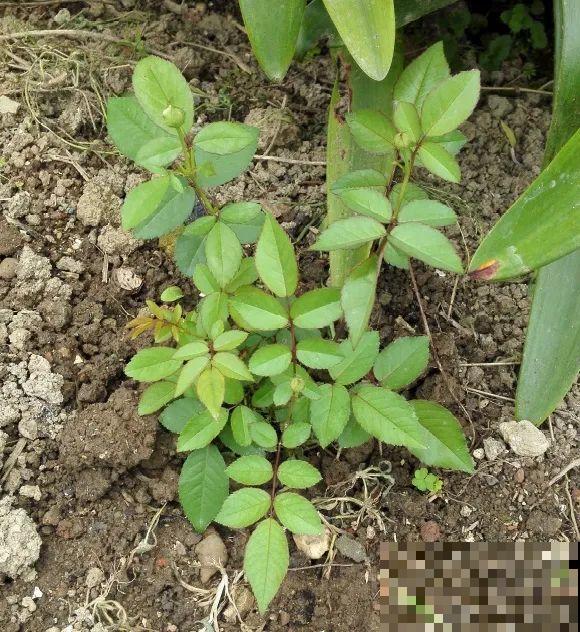 你扔的花,我捡回家,半个月起死回生! 你扔的花,我捡回家,半个月起死回生!