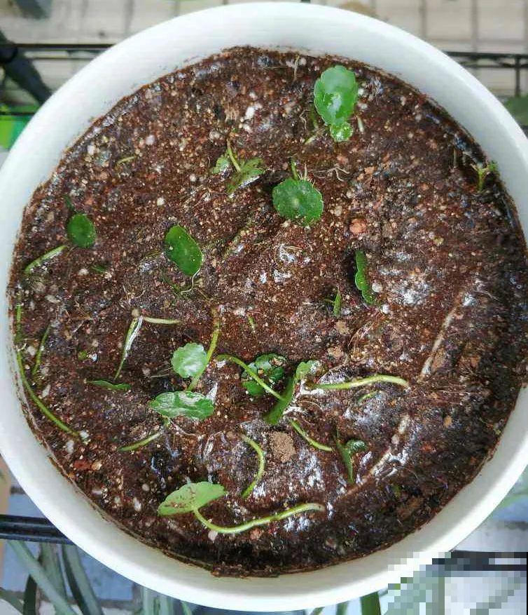 龟背竹长出长鞭子，连着茎一块砍下来，种土里就能活