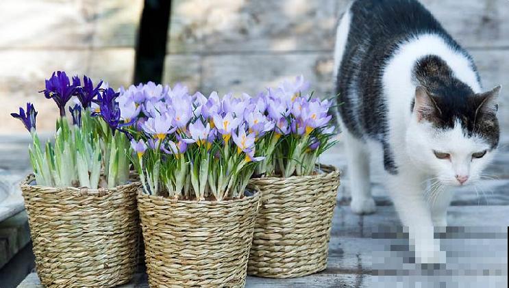 比黄金还珍贵的藏红花,其实在家就能种,三个月就开花! 比黄金还珍贵的藏红花,其实在家就能种,三个月就开花!