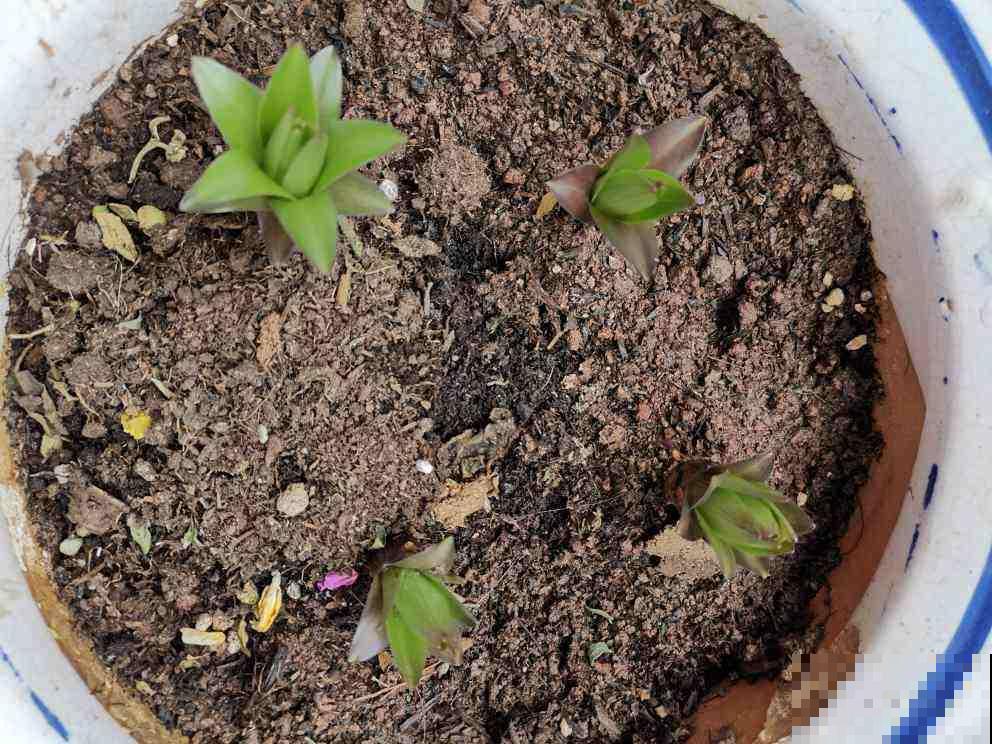 碱性土加点料,立马变成酸性土,茉莉吃了呼呼冒花苞 碱性土加点料,立马变成酸性土,茉莉吃了呼呼冒花苞