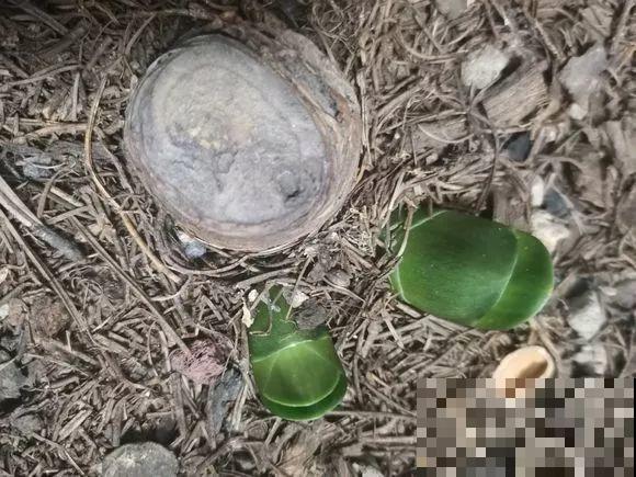 秋老虎来了，9种花进入“死期”，切莫大意！